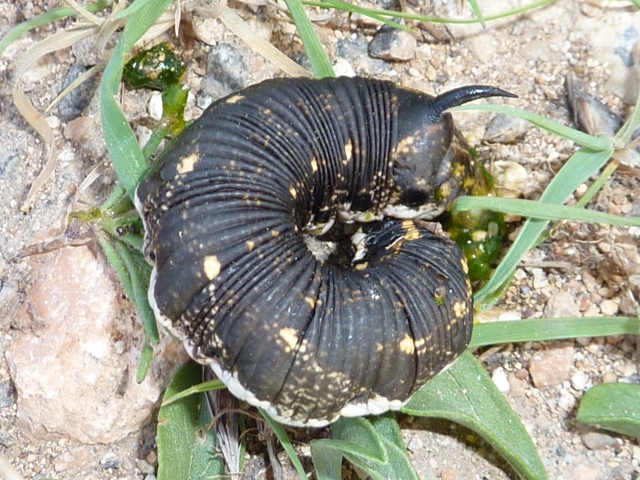 bruchi da determinare - Agrius convolvuli